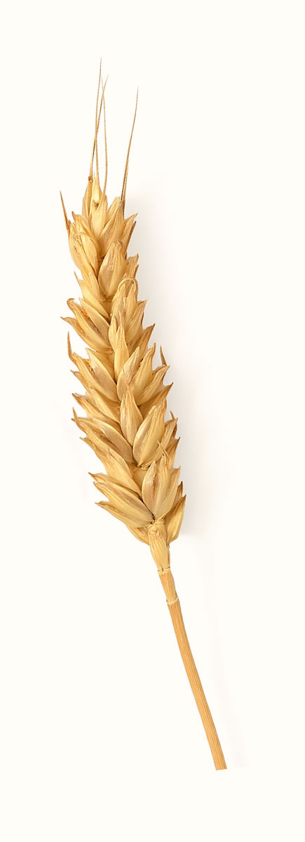 prodotti la buona terra bio